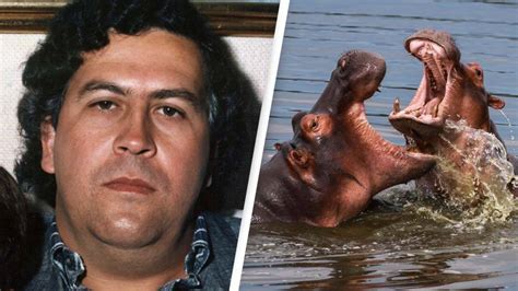 Relocating 70 of Pablo Escobar’s ‘cocaine hippos’ to cost around $3.5 million